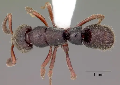 Euponera antsiraka - CASENT0317590