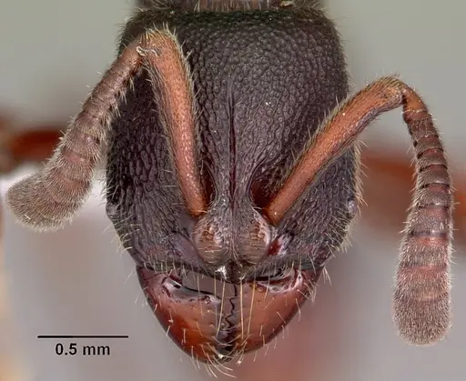 Euponera antsiraka - CASENT0317590