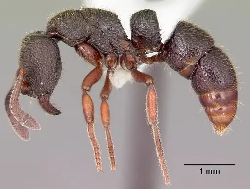 Euponera antsiraka - CASENT0317590