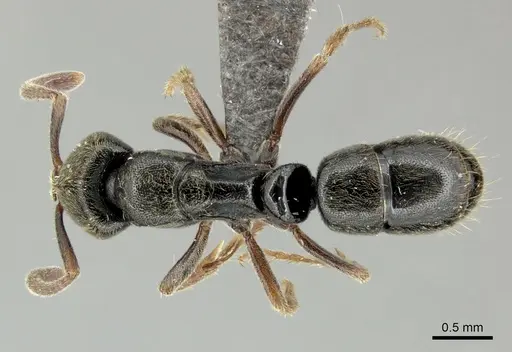 Euponera brunoi specimen