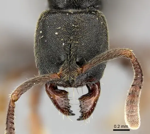 Euponera brunoi specimen