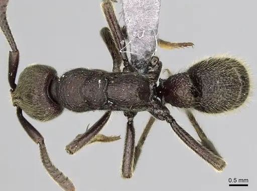 Euponera gorogota specimen