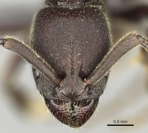 Euponera gorogota specimen