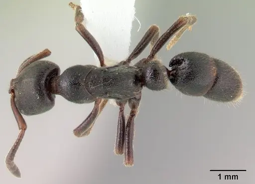 Euponera haratsingy specimen
