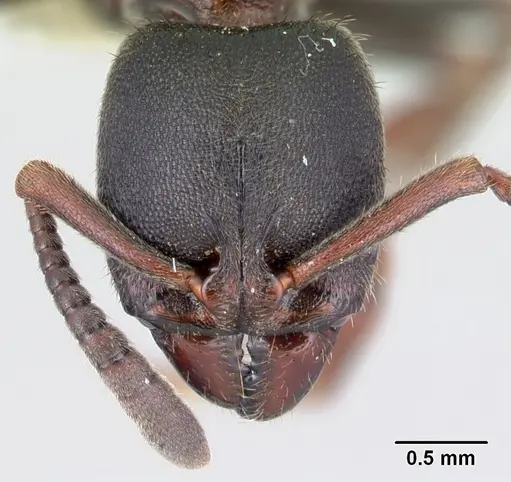 Euponera haratsingy specimen