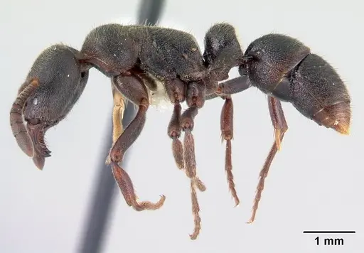 Euponera haratsingy specimen