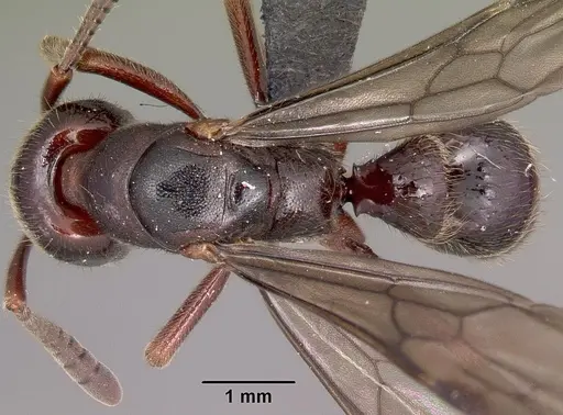 Euponera ivolo specimen