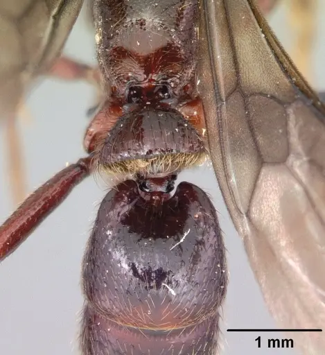 Euponera ivolo specimen