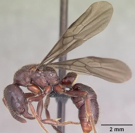 Euponera ivolo - CASENT0050330