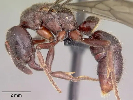 Euponera ivolo - CASENT0050330