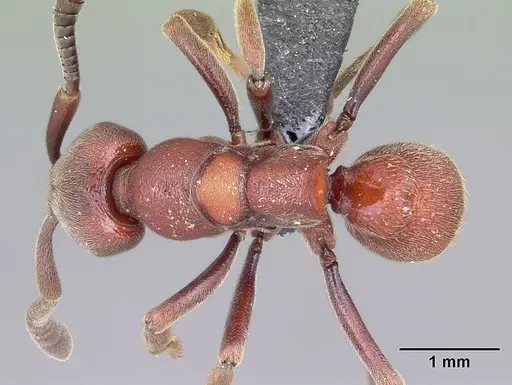 Euponera maeva specimen