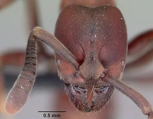 Euponera maeva specimen