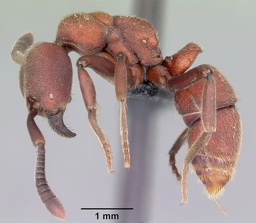 Euponera maeva specimen