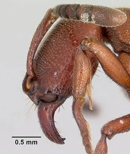 Euponera mialy specimen