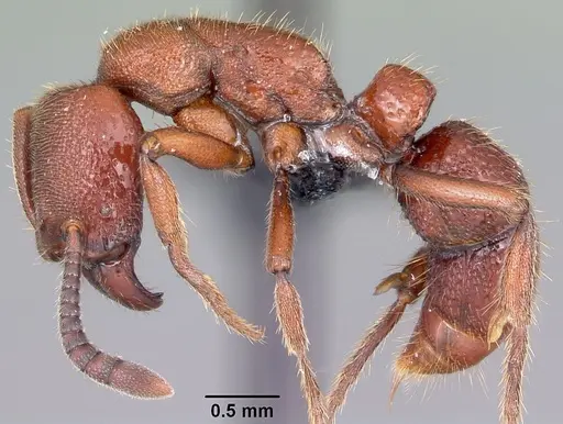 Euponera mialy - CASENT0497667