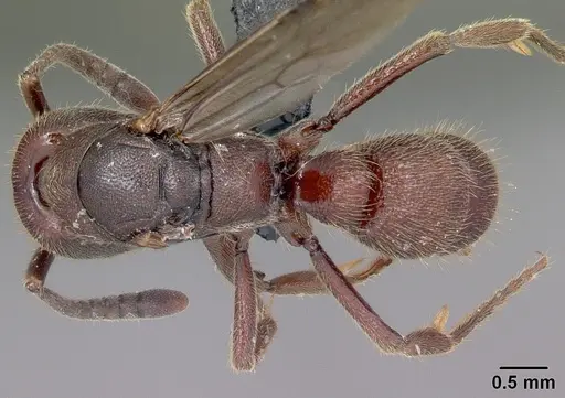 Euponera nosy specimen