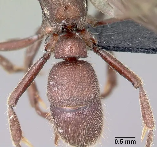 Euponera nosy specimen