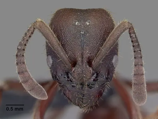 Euponera nosy specimen