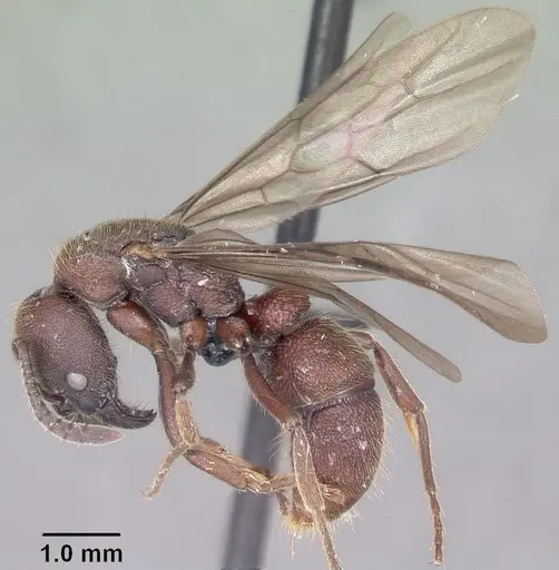 Euponera nosy - CASENT0082630