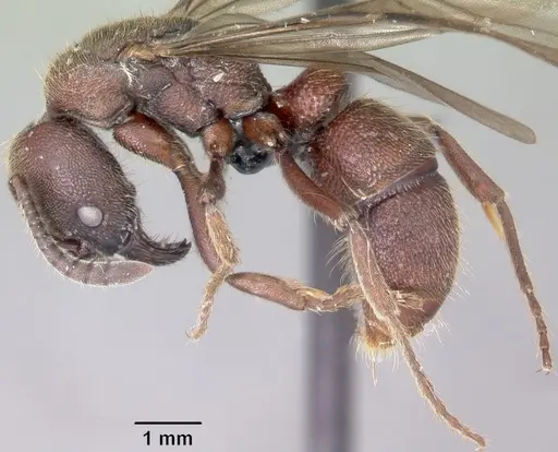 Euponera nosy - CASENT0082630