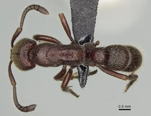 Euponera nosy - CASENT0231239