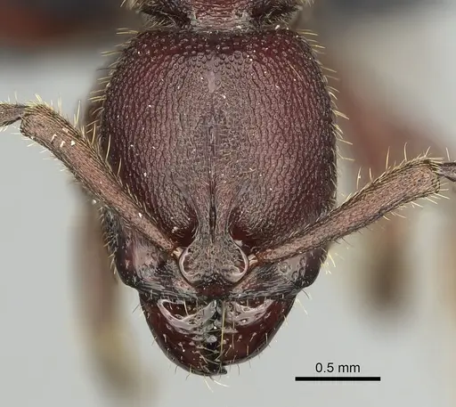 Euponera nosy - CASENT0231239