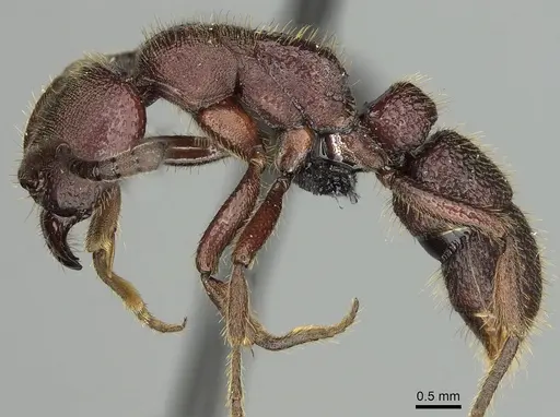 Euponera nosy - CASENT0231239