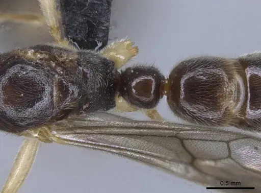 Euponera rovana specimen