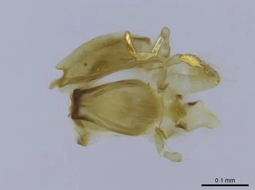 Euponera rovana specimen