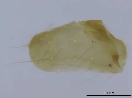 Euponera rovana specimen