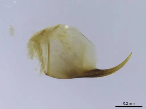 Euponera rovana - CASENT0212486