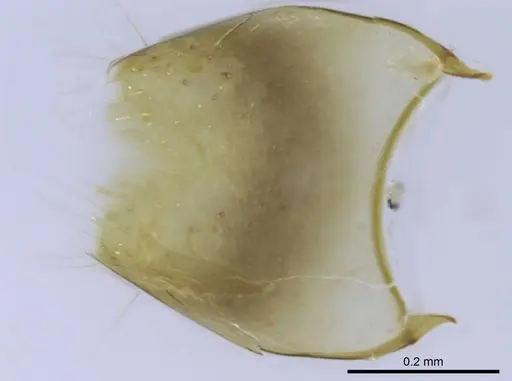 Euponera rovana - CASENT0212486