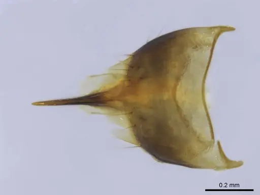 Euponera rovana - CASENT0231107