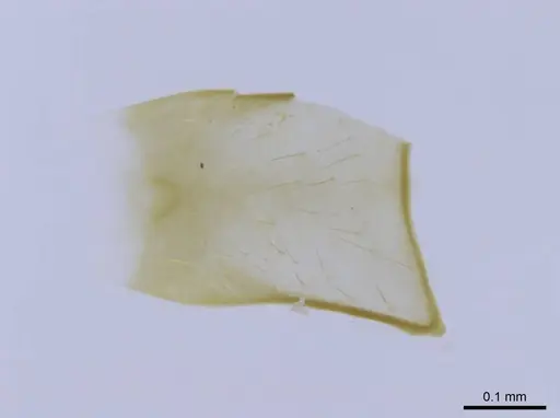 Euponera rovana - CASENT0231107