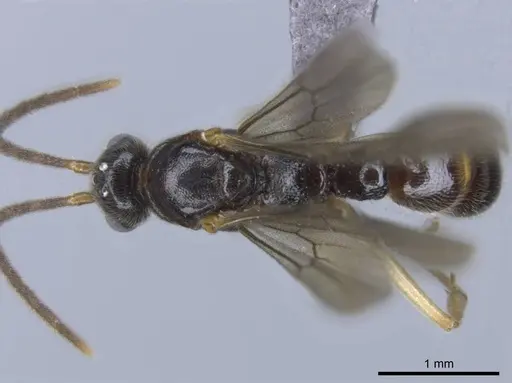 Euponera rovana - CASENT0243496