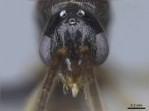 Euponera rovana - CASENT0243496