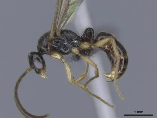 Euponera rovana - CASENT0243496