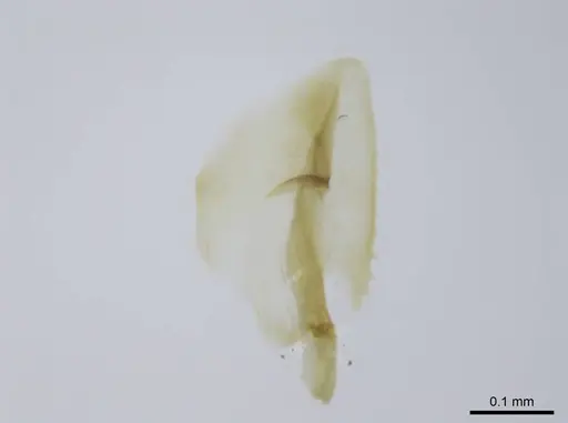 Euponera rovana - CASENT0243496