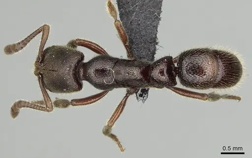 Euponera rovana - CASENT0247289