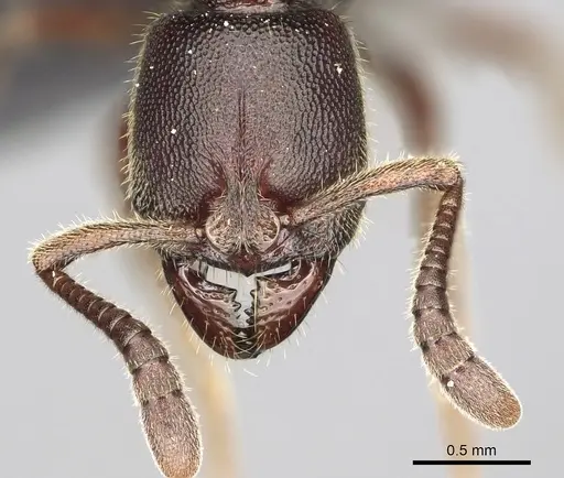 Euponera rovana - CASENT0247289