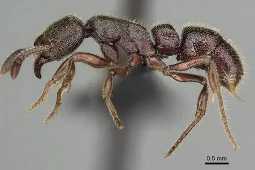 Euponera rovana - CASENT0247289