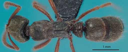 Euponera sharpi specimen