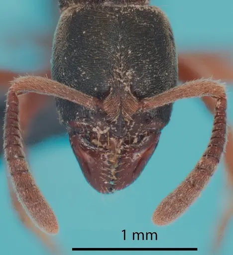 Euponera sharpi specimen