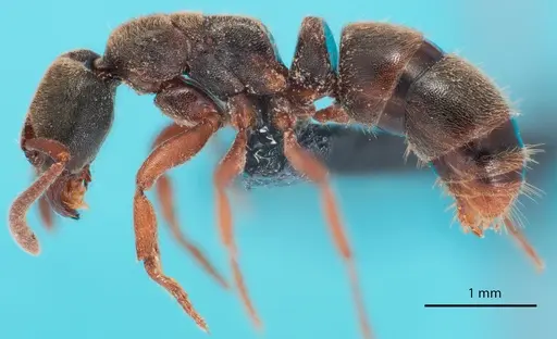 Euponera sharpi specimen