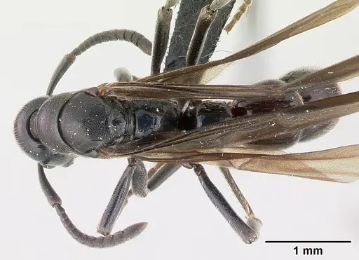 Euponera sikorae specimen