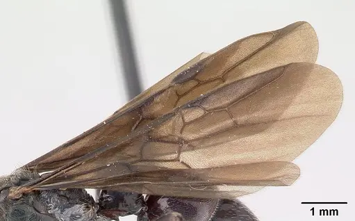 Euponera sikorae - CASENT0063893