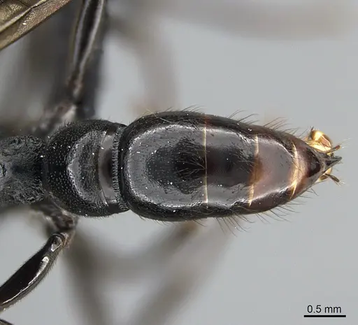 Euponera sikorae - CASENT0065480