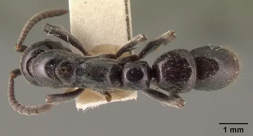 Euponera sikorae - CASENT0101403