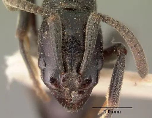 Euponera sikorae - CASENT0101403