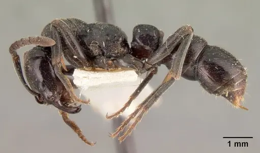 Euponera sikorae - CASENT0101403